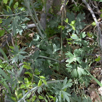 Delphinium scaposum, Tall Mountain Larkspur